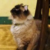 ミューズちゃんデビュー