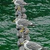 眼光
