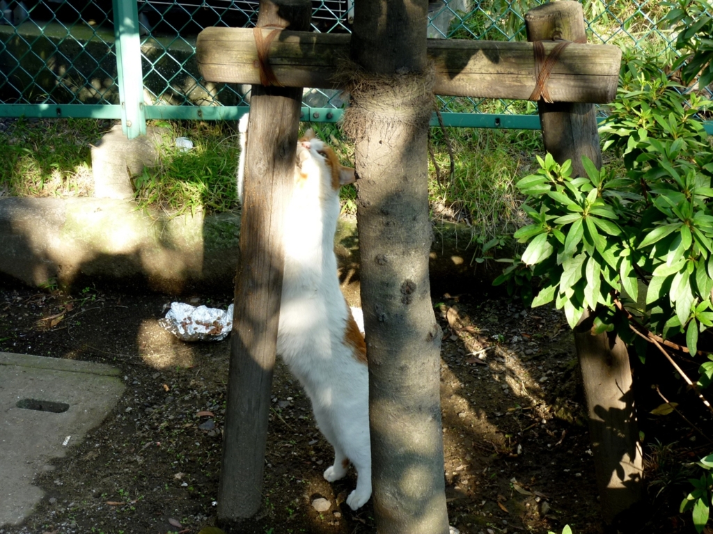 爪とぎ君