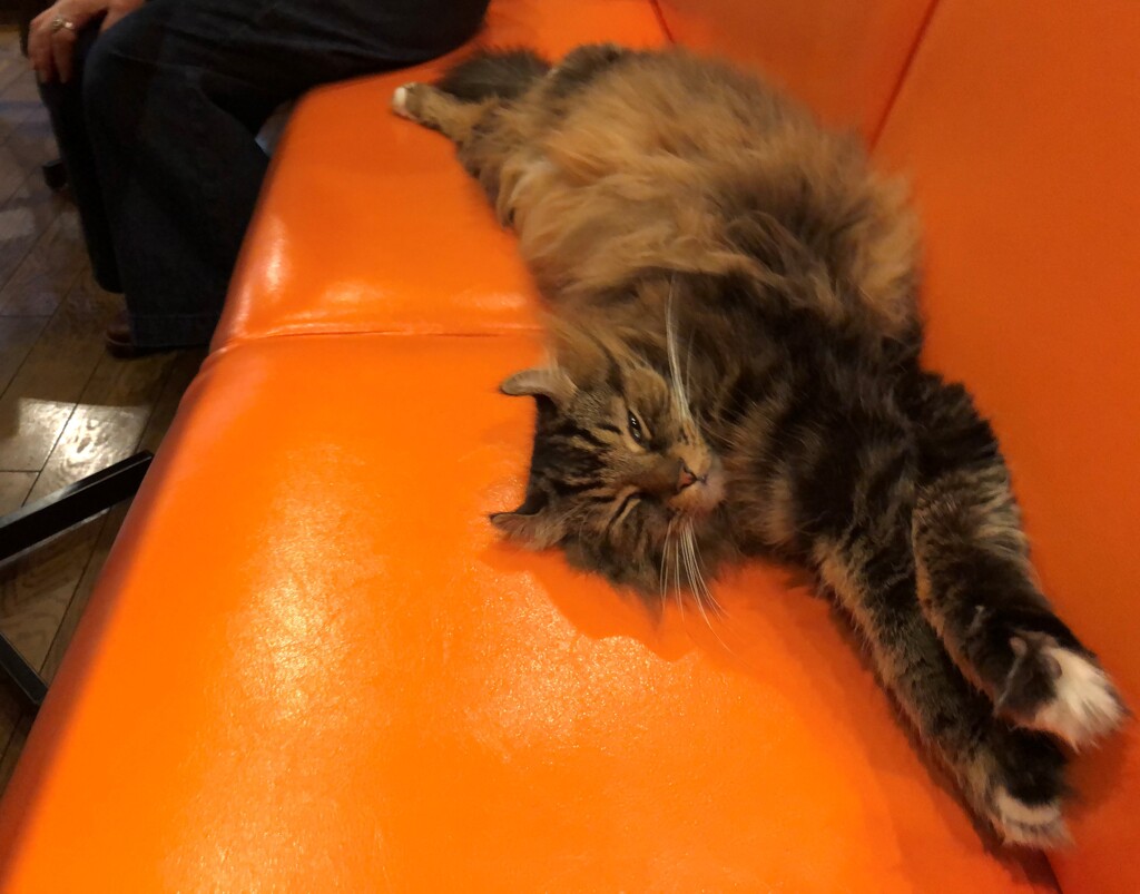 横スフインクスにゃ！