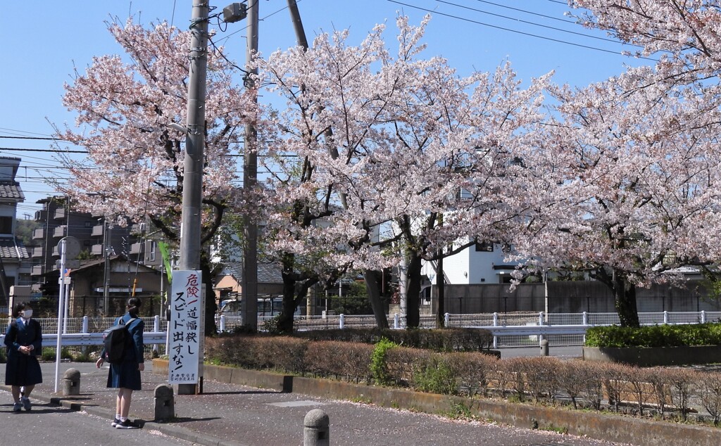 桜と女学生