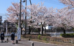 桜と女学生