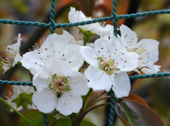 梨の花