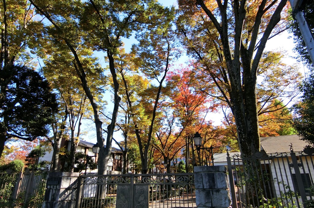新宿御苑より