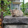 老いた猫