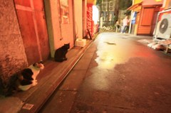ゴールデン街のネコたち