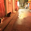 ゴールデン街のネコたち