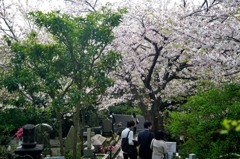 外国人墓地の桜
