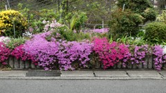 道沿いの花壇