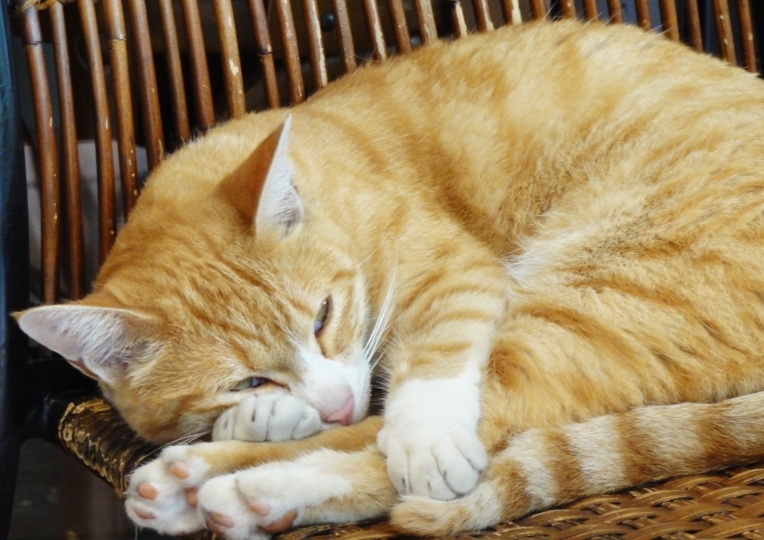 横浜・元町商店街のレストランの猫