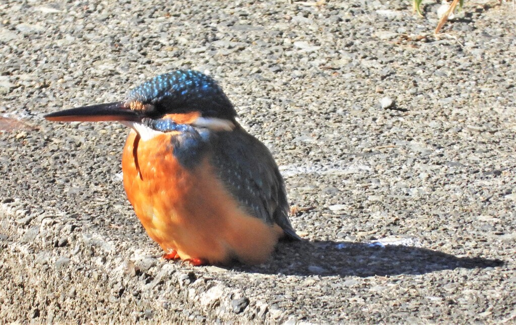 The Shadow of kingfisher