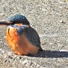 The Shadow of kingfisher