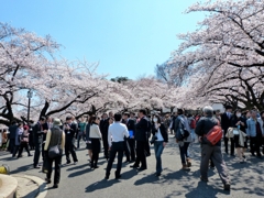 九段の桜 