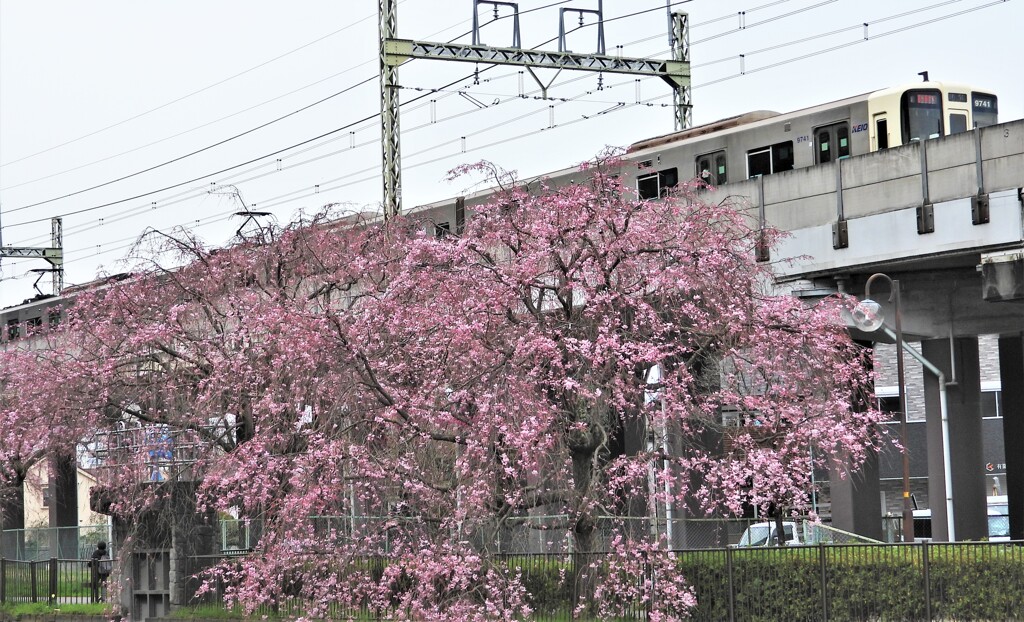 第1回　桜散歩