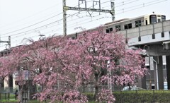 第1回　桜散歩