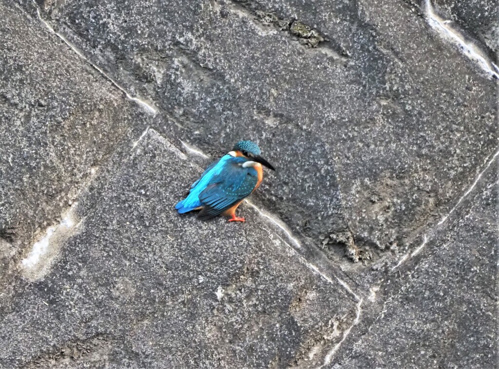 今日のカワセミ