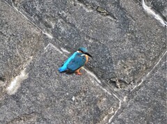 今日のカワセミ