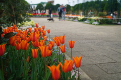 変貌した「港の見える丘公園」