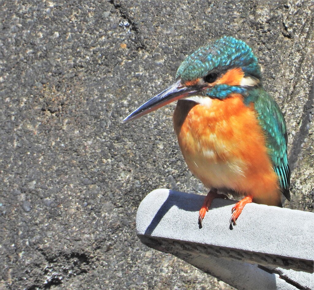 カワセミ