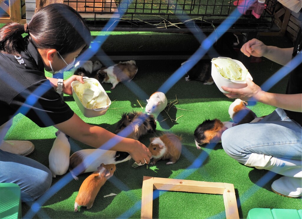 モルモットのお食事タイム