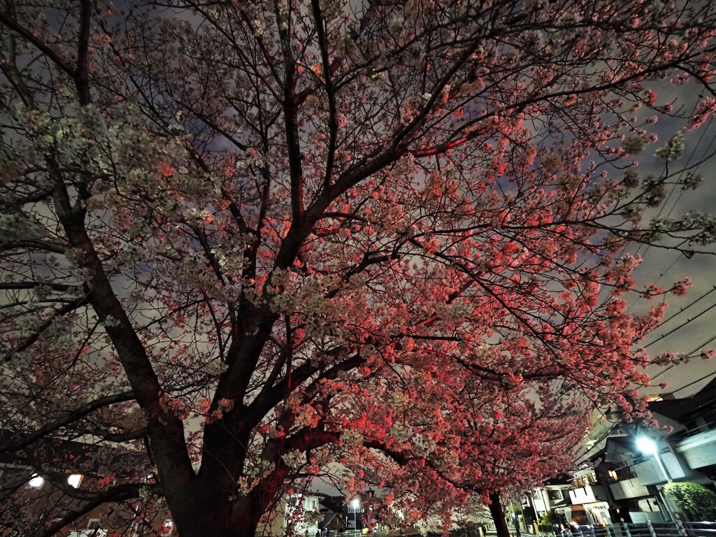 赤い桜