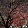 赤い桜