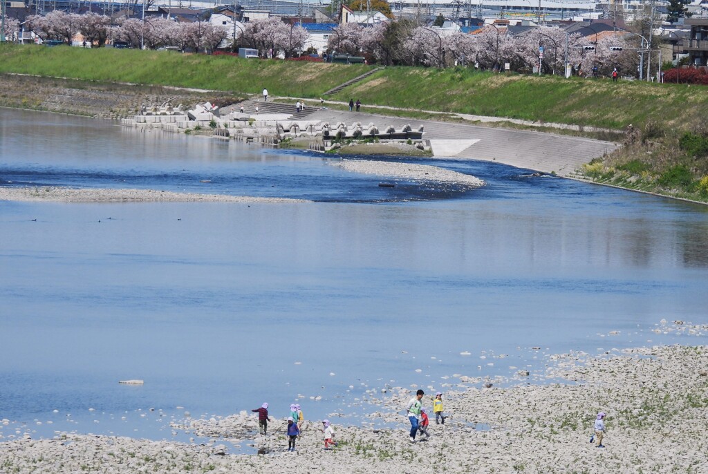 調布市側の桜並木