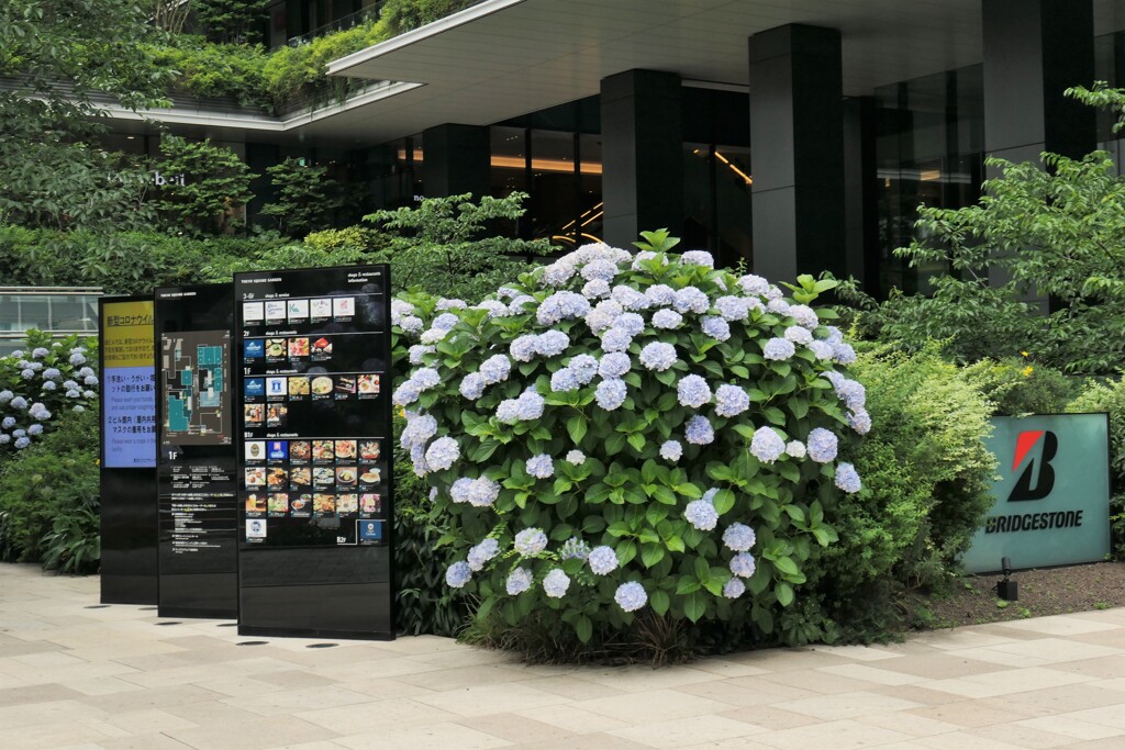 日本橋のアジサイ