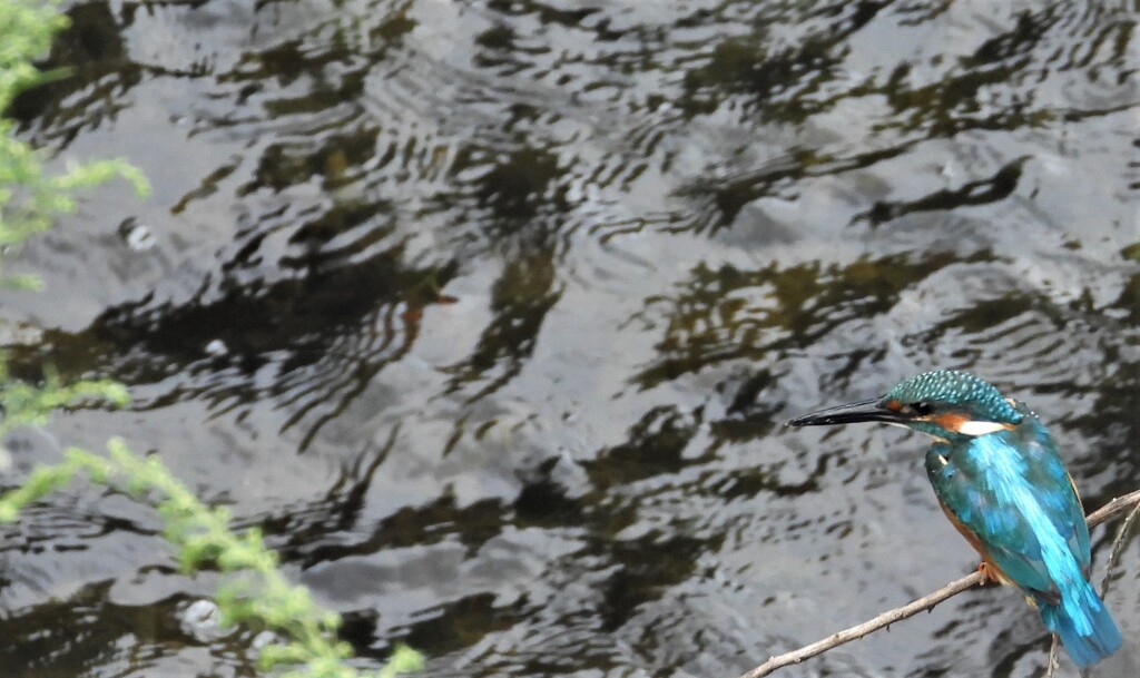 行きのカワセミ