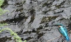 行きのカワセミ