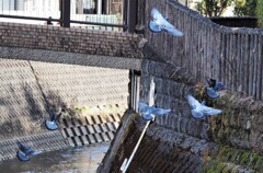 ハトもいるでよ！