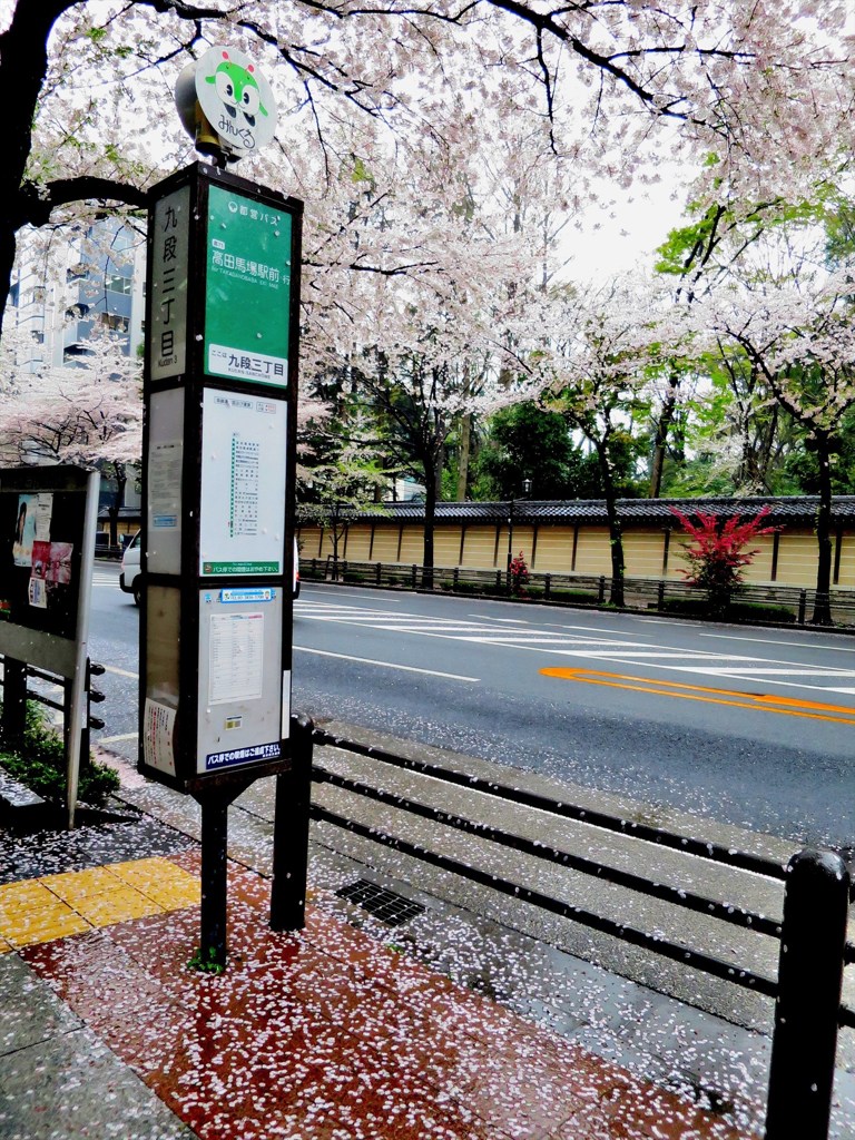 桜吹雪、ならず