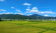 残暑見舞い