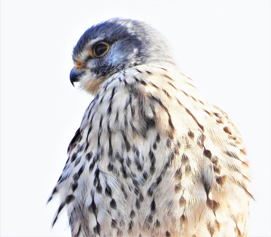 横顔