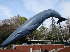 上野・国立科学博物館のクジラ