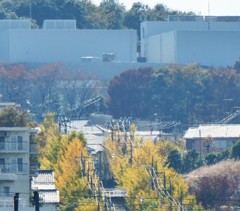 日テレ生田スタジオ黄葉まつり