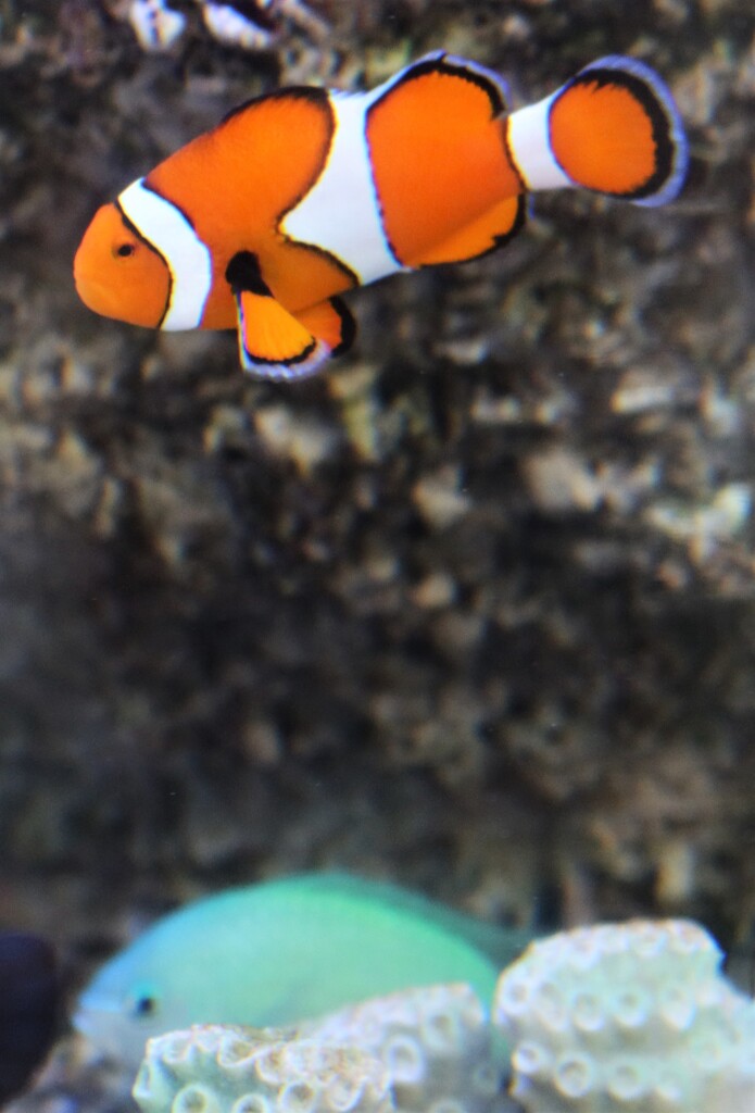 カクレクマノミ