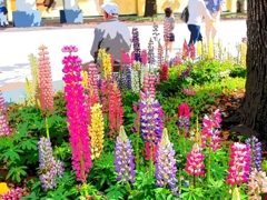 横浜公園の花壇