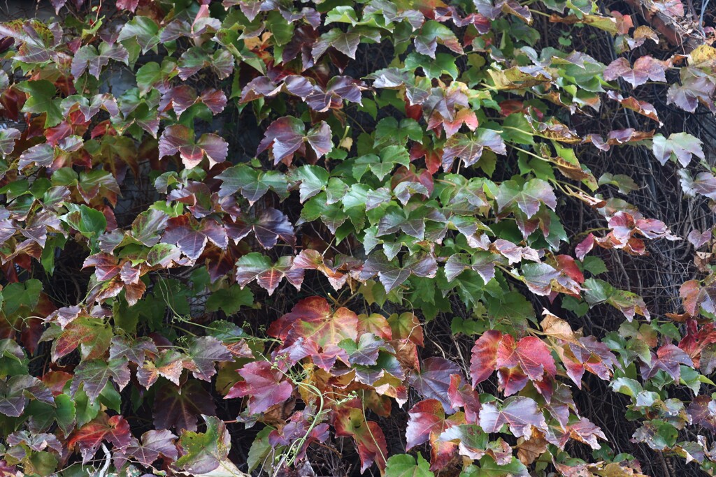 紅葉するつた