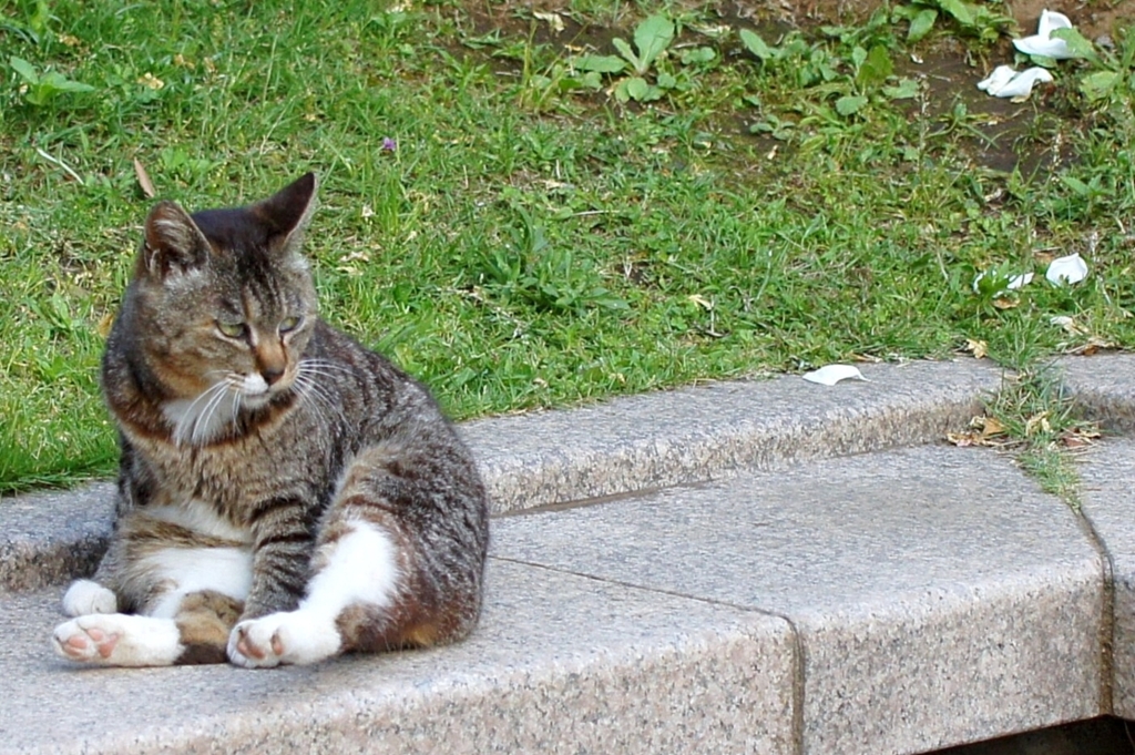 知らないって言ってるじゃん！