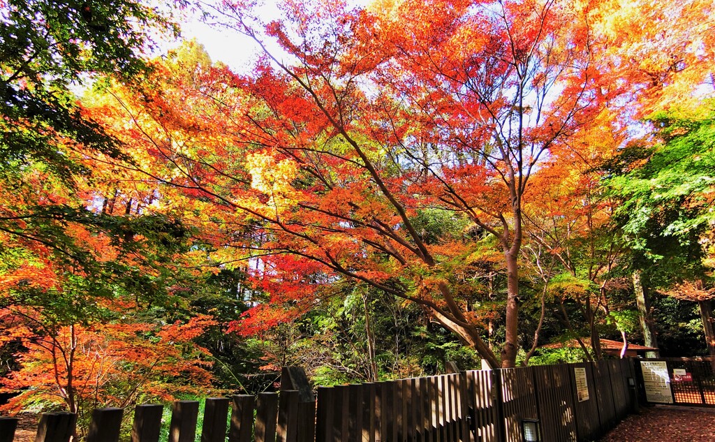 奥の池