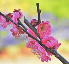 梅まつりには程遠く