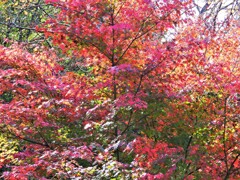 「聖なる森」の紅葉