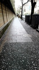 桜吹雪が…