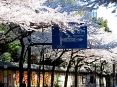 靖国通りの桜並木