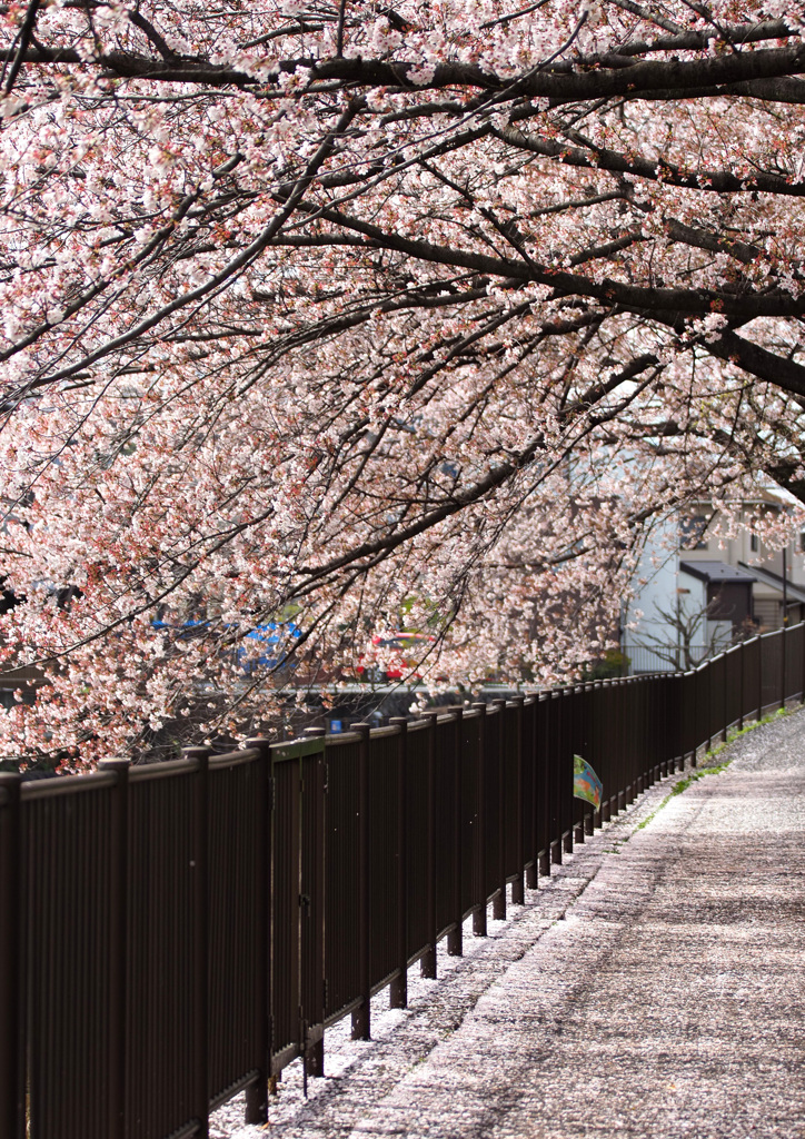 桜が赤く染まってくるのは