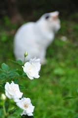 花とトオル（横浜「港の見える丘公園」）