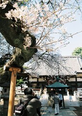 桜が美しいお寺