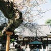 桜が美しいお寺