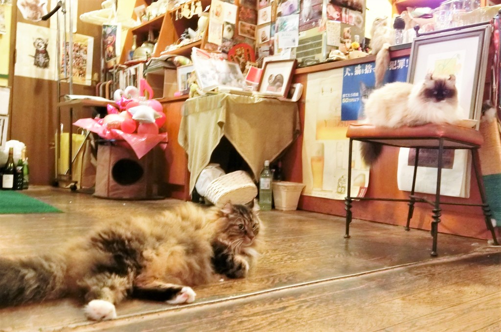 オーちゃんとカイ君